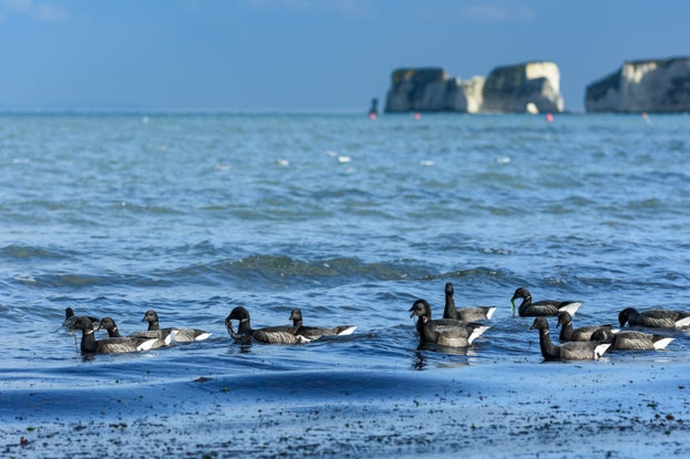Brent geese feeding on eelgrass on the shoreline with Old Harry Rocks in background